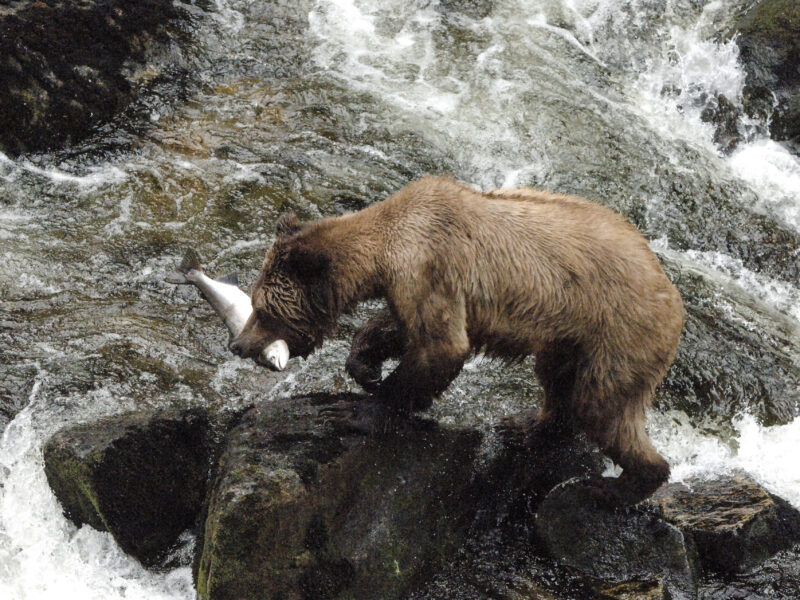 Alaska III 125