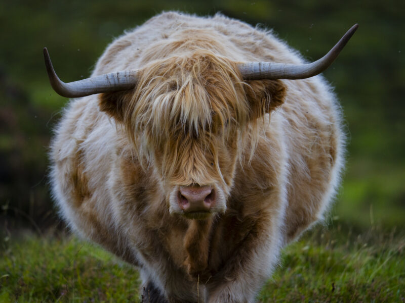 Food Isle of Skye 5400